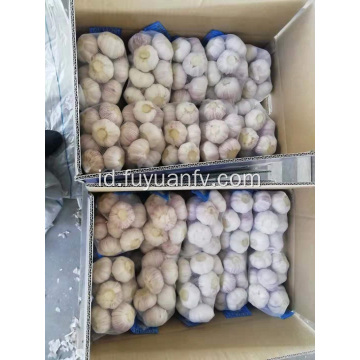 Jual bawang putih putih normal